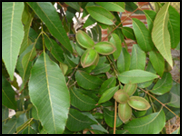 Variedad de Arbol